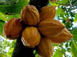Biochemia urody -  Masło kakaowe 100% EKOLOGICZNE