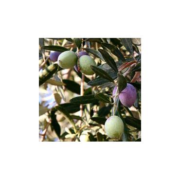Biochemia urody -   	 Hydrolat z drzewa oliwkowego 100% EKOLOGICZNY 